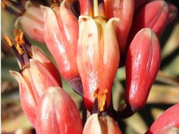 Aloe globuligemma