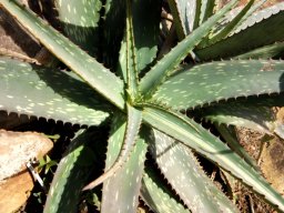 Aloe greenii