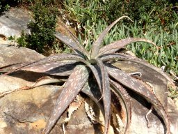 Aloe greenii