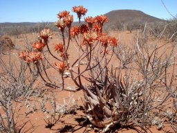 Aloe hereroensis 