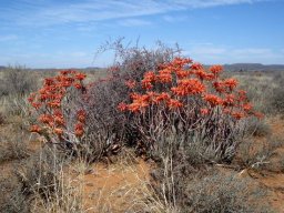 Aloe hereroensis, the vlakte- or sandaalwyn