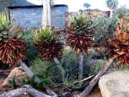 Aloe khamiesensis