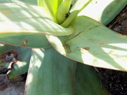 Aloe kouebokkeveldensis