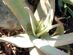 Aloe kouebokkeveldensis
