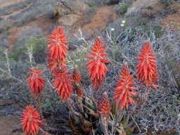Aloe krapohliana many-flowered, no competition