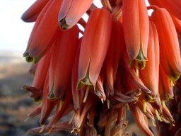 Aloe krapohliana flowers
