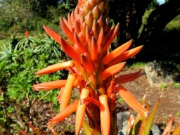 Aloe lineata var. muirii inflorescence