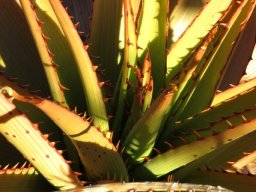 Aloe lineata var. muirii centre of a rosette