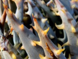 Aloe longistyla leaf spines