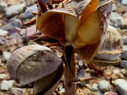 Aloe longistyla fruit capsule husks