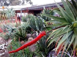 Aloe mawii