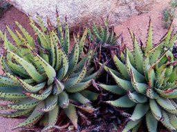 Aloe melanacantha black thorns