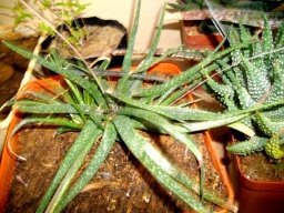 Aloe micracantha