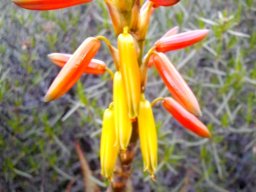 Aloe microstigma perianth colours