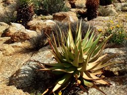 Aloe microstigma subsp. microstigma