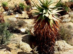 Aloe microstigma subsp. microstigma audacious leaves