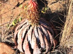 Aloe peglerae