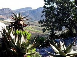 Aloe perfoliata on a rock with a view