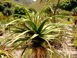 Aloe pluridens leaves