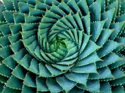 Aloe polyphylla