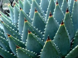 Aloe polyphylla