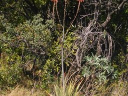 Aloe pretoriensis flowering in Gauteng