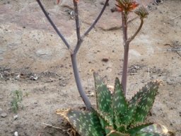 Aloe maculata