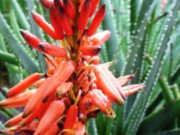 Aloe succotrina flowers