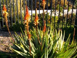 Aloe succotrina flowering