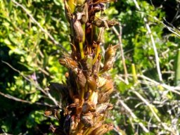 Aloe succotrina laden with fruit