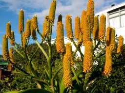 Aloe thraskii buds