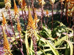 Aloe vanbalenii