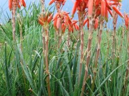 Aloe verecunda