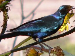 Aloe marlothii hosting a Burchells starling