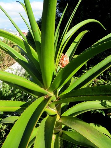 Aloidendron