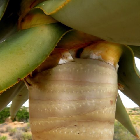 Aloidendron dichotomum leaf departure