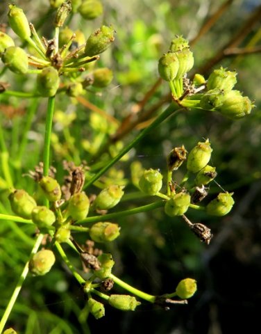 Anginon difforme fruit