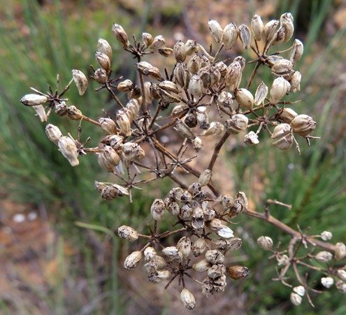 Anginon difforme fruits far gone