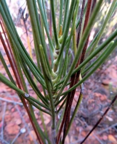 Anginon difforme leaf bases