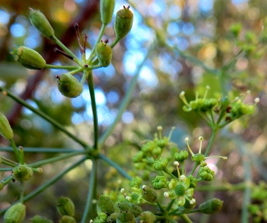Anginon difforme flowers