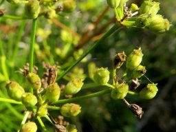 Anginon difforme fruit