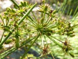 Anginon difforme, double umbels