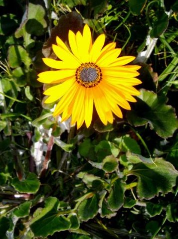 Arctotis acaulis by the sea