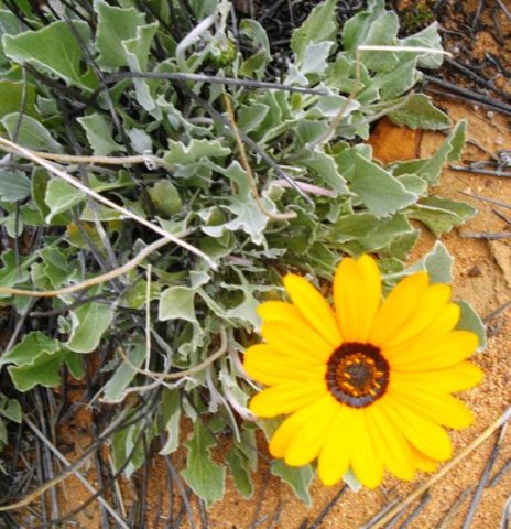 Arctotis acaulis