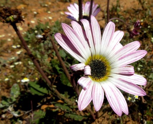 Arctotis acaulis pale pink