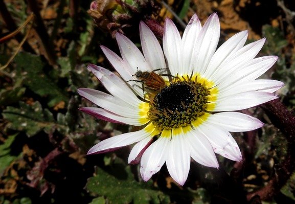Arctotis acaulis, a spot for sunbathing