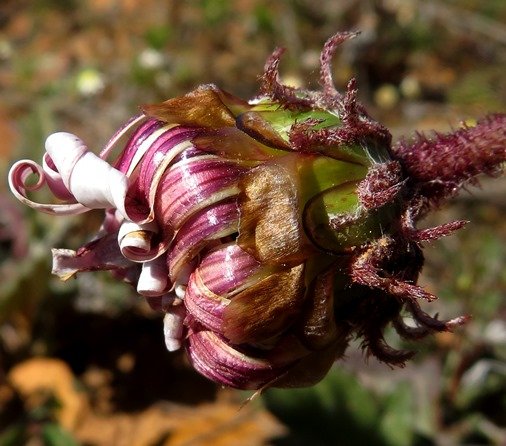 Arctotis acaulis flowerhead exterior