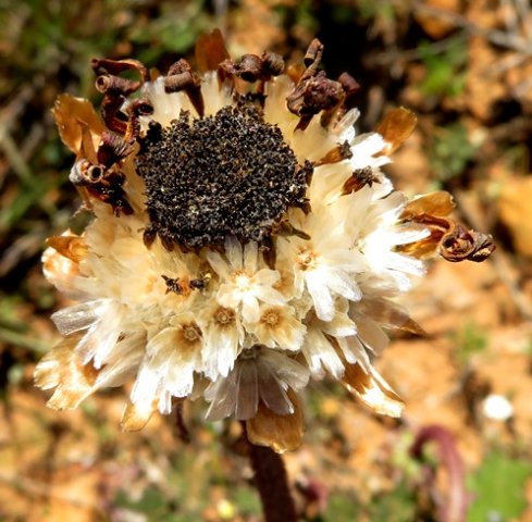 Arctotis acaulis papery dry