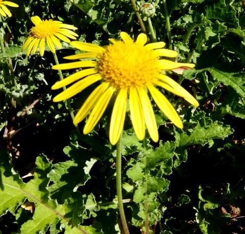 Arctotis arctotoides flowerhead