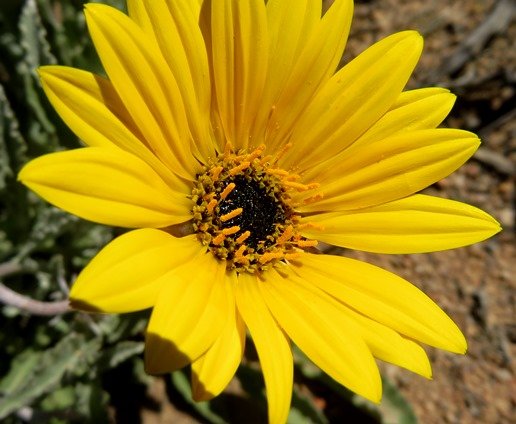 Arctotis auriculata flowerhead